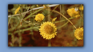 1993_NT_D05-14-03_Salzloeffel-Gaensebluemchen (Helipterum stipitatum).jpg